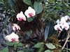 DSC00800